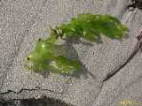 Click to see IMG_6597c.jpg
