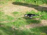 Click to see IMG_6602c.jpg