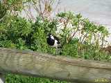 Click to see IMG_6603c.jpg
