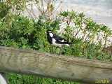 Click to see IMG_6604c.jpg