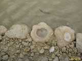 Click to see IMG_6611c.jpg