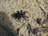 Click to see IMG_6627c.jpg