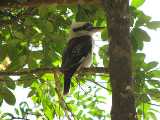 Click to see IMG_6733c.jpg