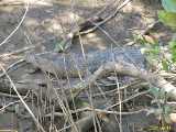 Click to see IMG_6802c.jpg