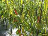 Click to see IMG_7486c.jpg