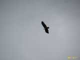 Click to see IMG_7505c.jpg