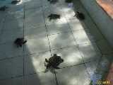 Click to see IMG_7850c.jpg