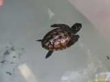 Click to see IMG_7854c.jpg