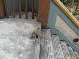 Click to see IMG_8164c.jpg