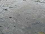Click to see IMG_8666c.jpg