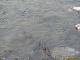 Click to see IMG_8668c.jpg