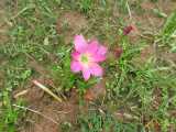 Click to see IMG_2047c.jpg