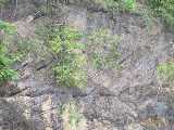 Click to see IMG_2228c.jpg