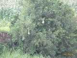 Click to see IMG_2301c.jpg