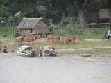 Click to see IMG_2393c.jpg