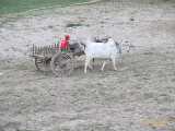 Click to see IMG_2701c.jpg