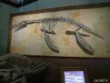 Click to see IMG_3767c.jpg