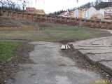 Click to see IMG_4131c.jpg