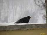 Click to see IMG_4286c.jpg