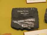 Click to see IMG_4454c.jpg