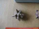 Click to see IMG_4918c.jpg