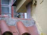Click to see IMG_5544c.jpg