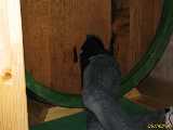 Click to see IMG_5629c.jpg