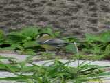 Click to see IMG_5772_lznc.jpg