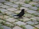 Click to see IMG_5773c.jpg