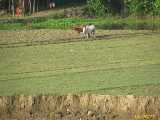 Click to see IMG_1357c.jpg