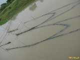 Click to see IMG_1478c.jpg