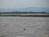 Click to see IMG_1532c.jpg