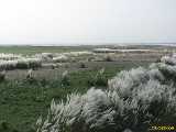 Click to see IMG_1568c.jpg