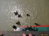 Click to see IMG_1574c.jpg
