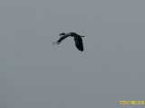 Click to see IMG_1581c.jpg