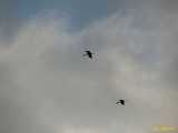Click to see IMG_1619c.jpg