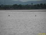 Click to see IMG_1746c.jpg