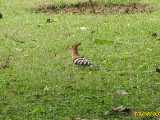 Click to see IMG_1806c.jpg