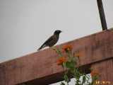 Click to see IMG_1878c.jpg