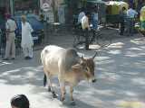 Click to see IMG_2085c.jpg