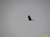 Click to see IMG_2338c.jpg