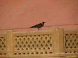 Click to see IMG_2364c.jpg