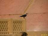 Click to see IMG_2365c.jpg