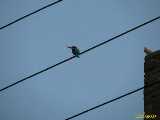 Click to see IMG_2381c.jpg