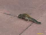 Click to see IMG_2414c.jpg