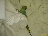 Click to see IMG_2460c.jpg