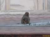 Click to see IMG_2581c.jpg