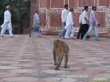 Click to see IMG_2583c.jpg
