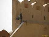 Click to see IMG_2721c.jpg