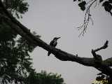 Click to see IMG_2756c.jpg